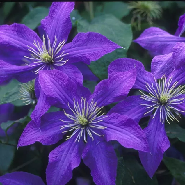 'Rhapsody' Clematis