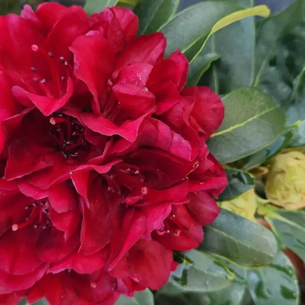 Rhododendron, Blood Moon Rhododendron