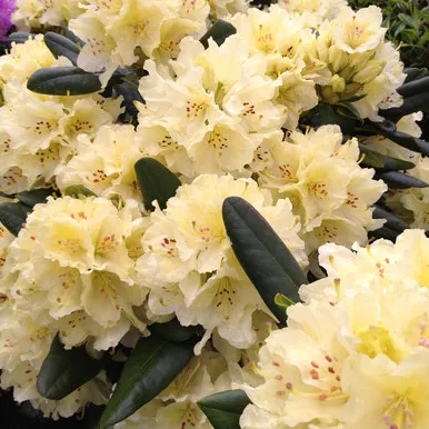 Rhododendron 'Capistrano'