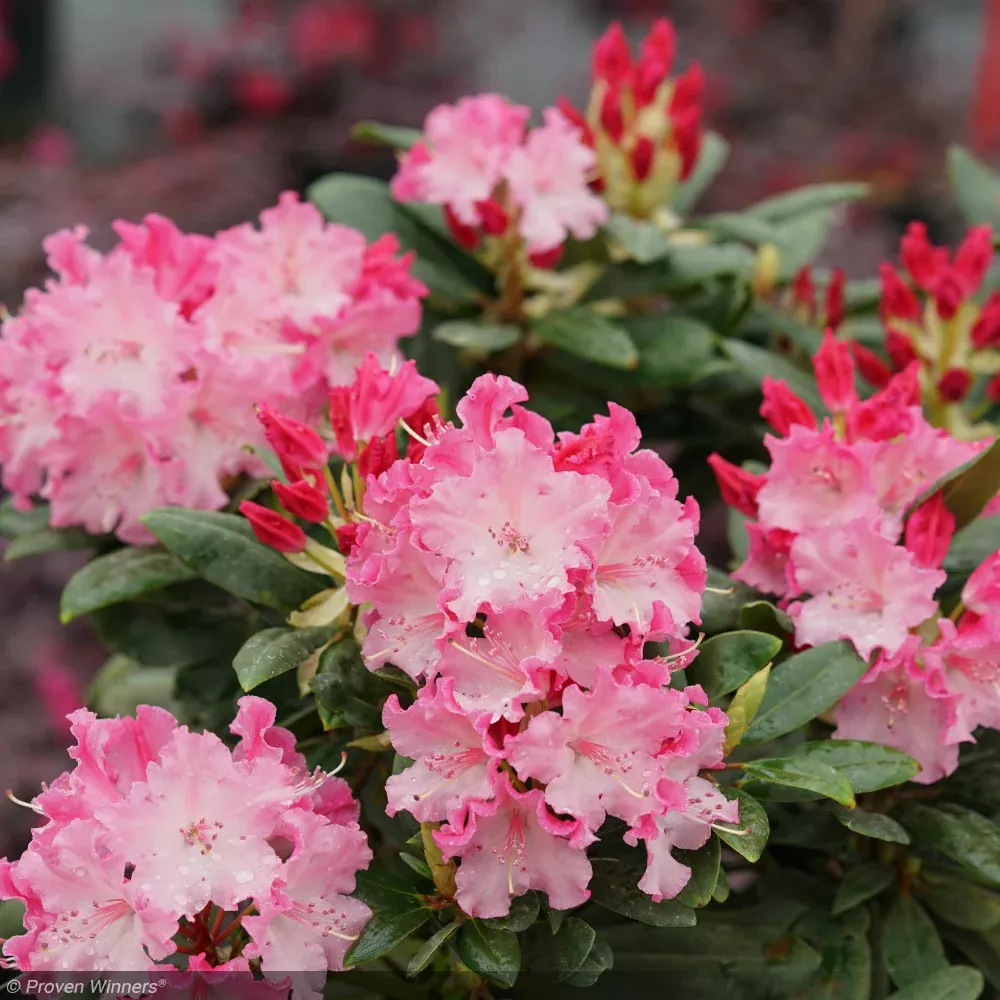 Rhododendron, Dandy Man Color Wheel #3