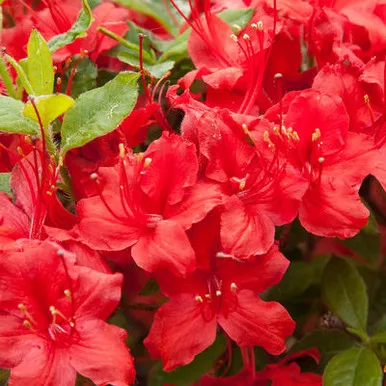 Rhododendron 'Electric Lights Red'
