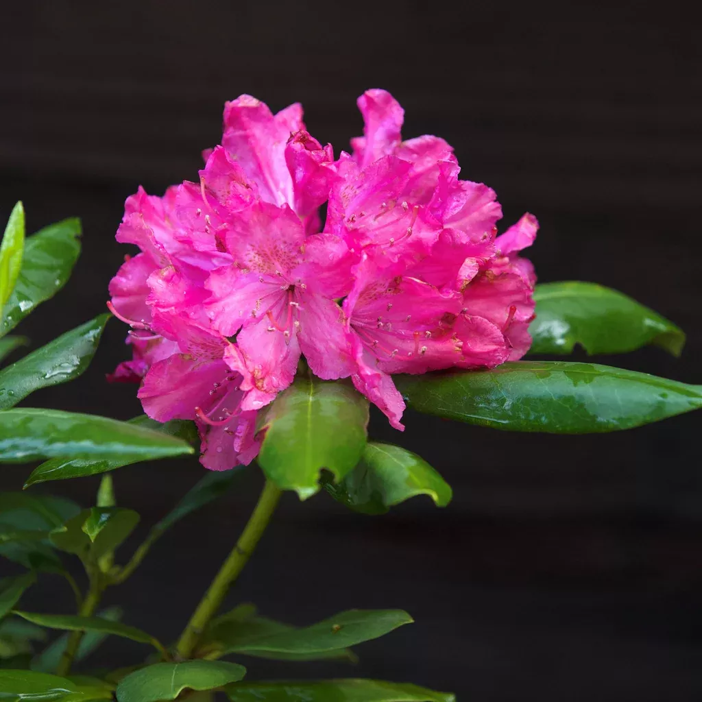 Rhododendron, Pink Rosebay Rhododendron