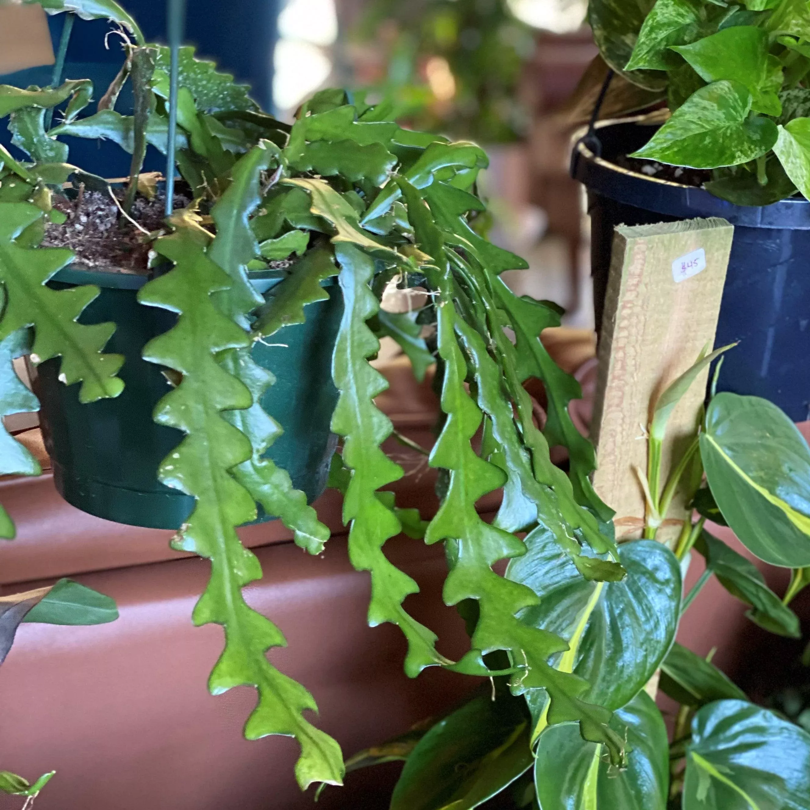 Ric Rac Cactus
