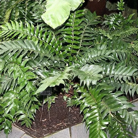Rochford's Holly Fern