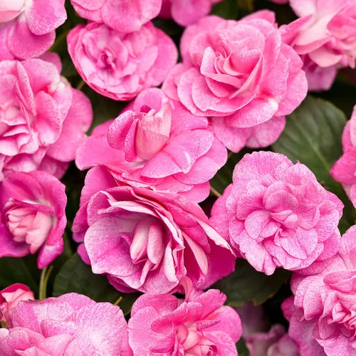 Rockapulco Rose Impatiens