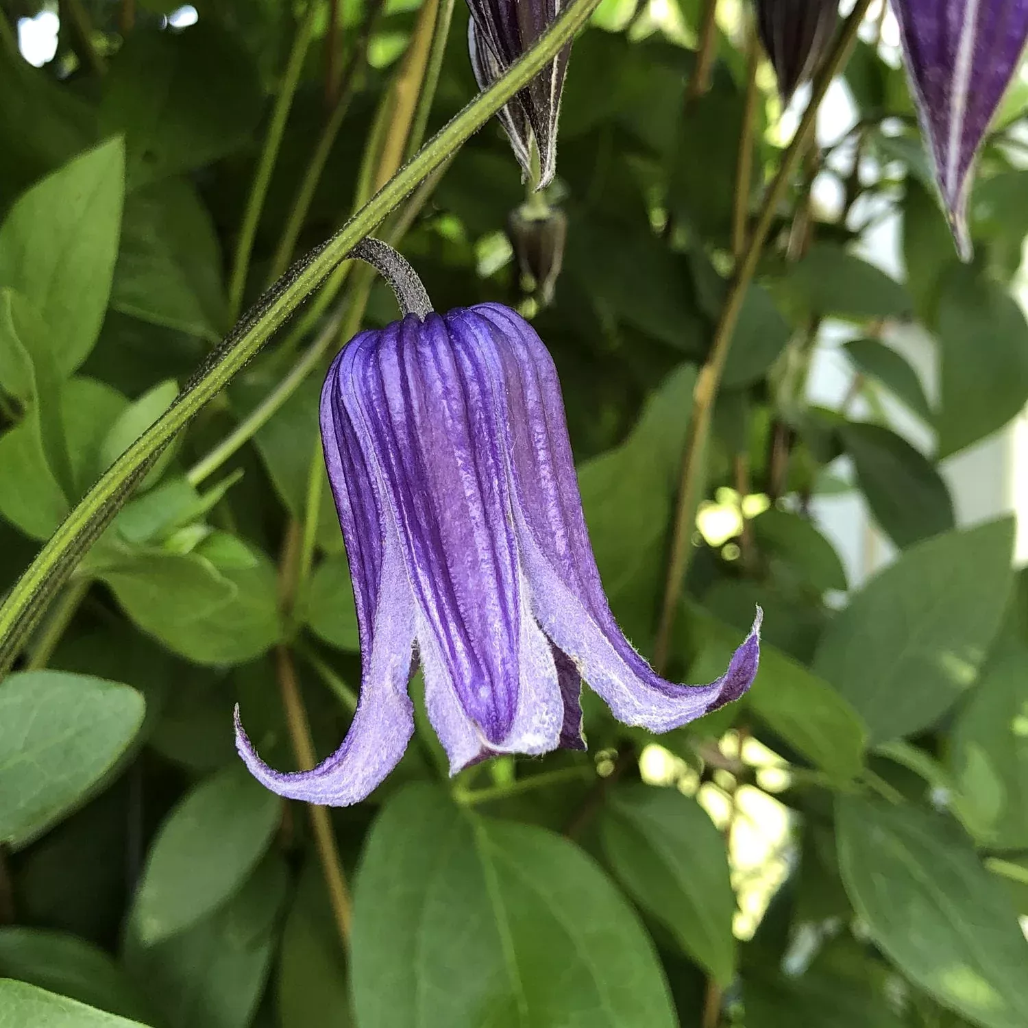 'Roguchi' Clematis