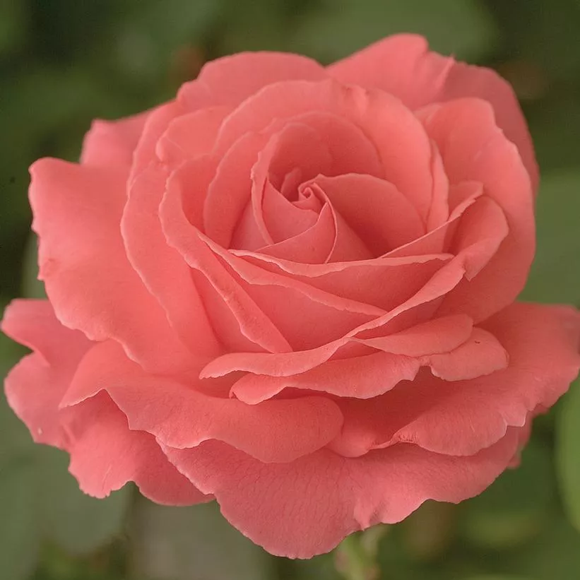 Rosa `America`