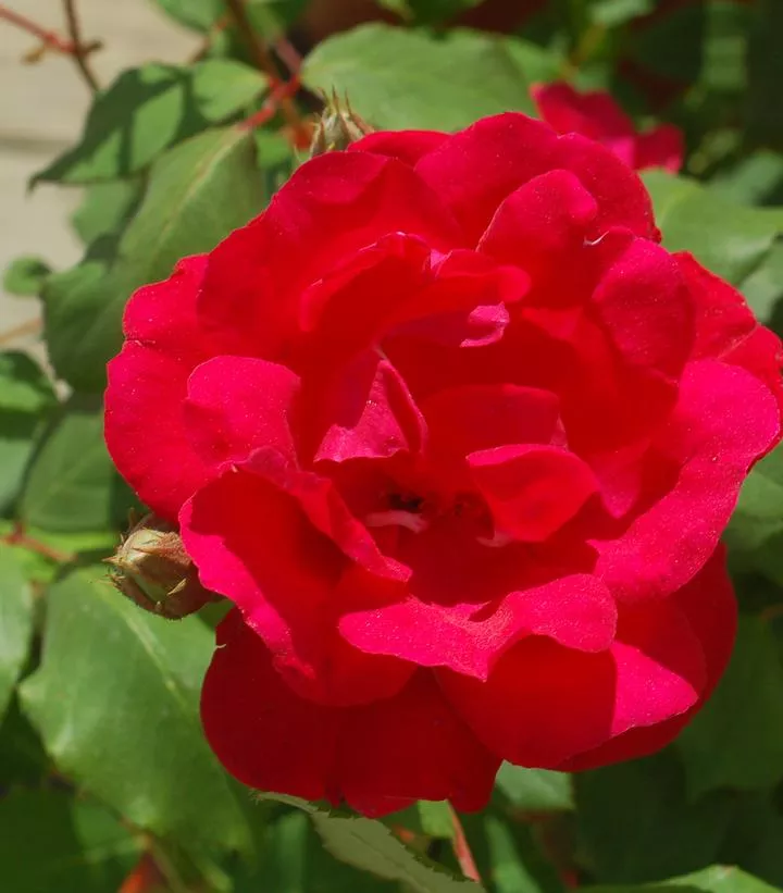 ROSA `BLAZE` – CL