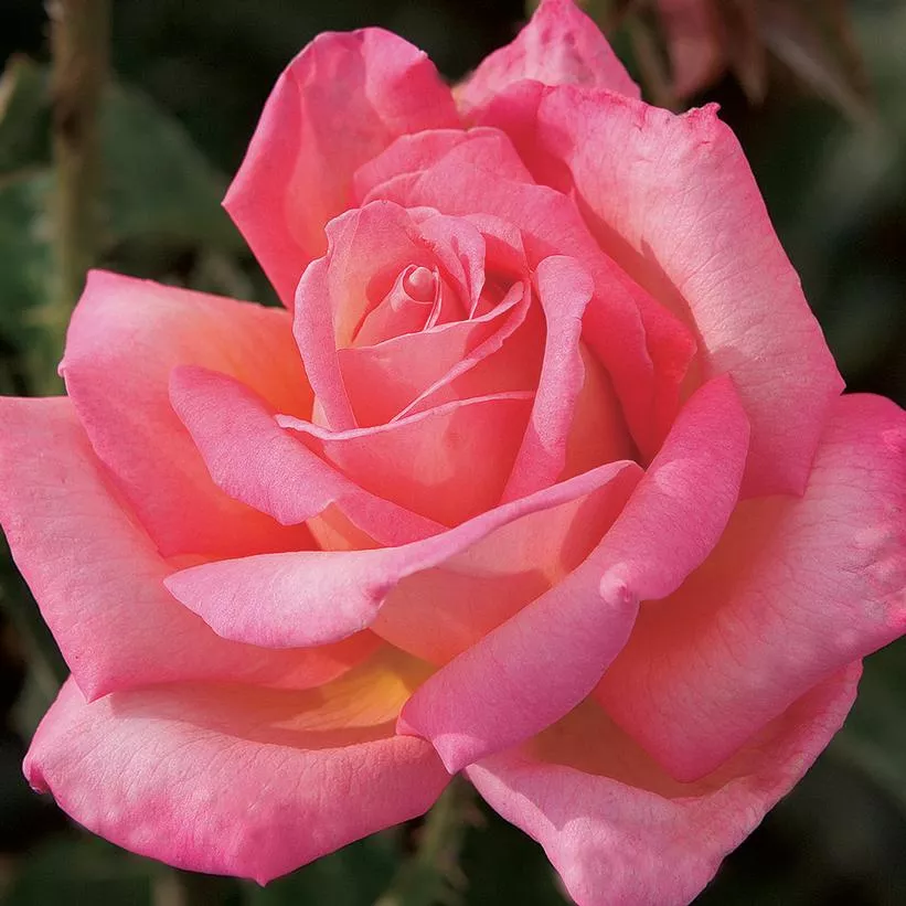 ROSA `CHICAGO PEACE`