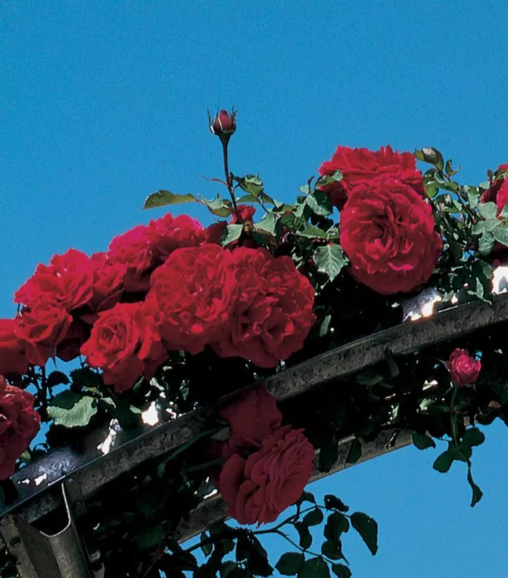 Rosa `Don Juan`