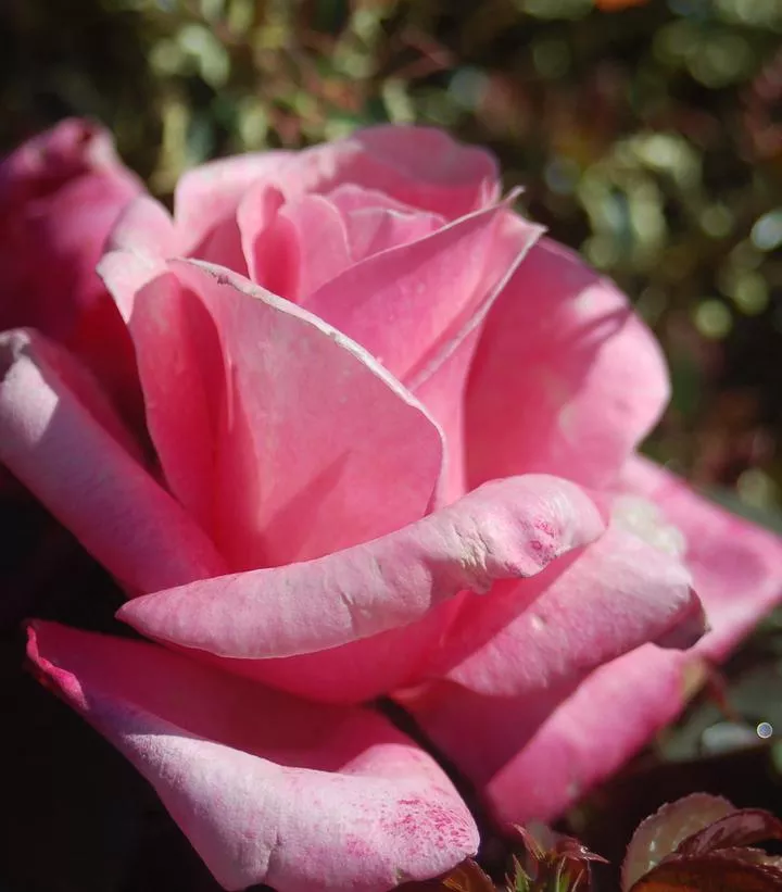 Rosa `First Prize`