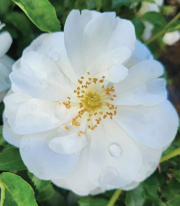ROSA `FLOWER CARPET WHITE`