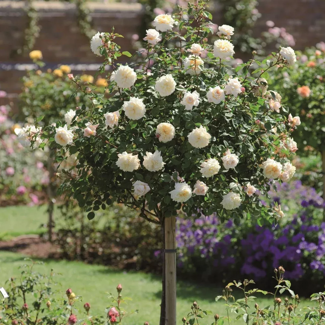 Rosa ‘KORfloci01’ Veranda Cream Floribunda Rose - Tree Form