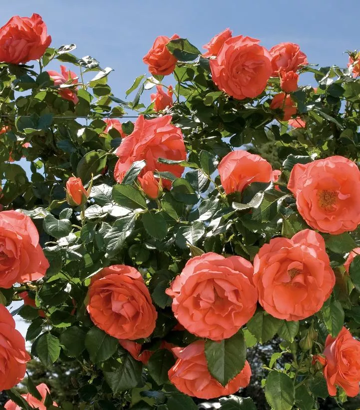 ROSA `MARMALADE SKIES`
