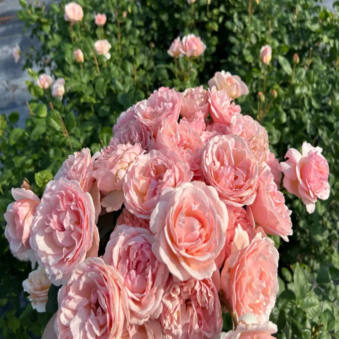 Rosa ‘Meidysouk’ Princesse Charlene de Monaco Hybrid Tea Rose