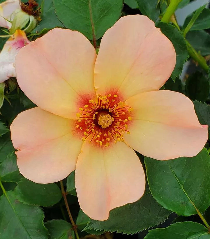 ROSA `RINGO ALL STAR`