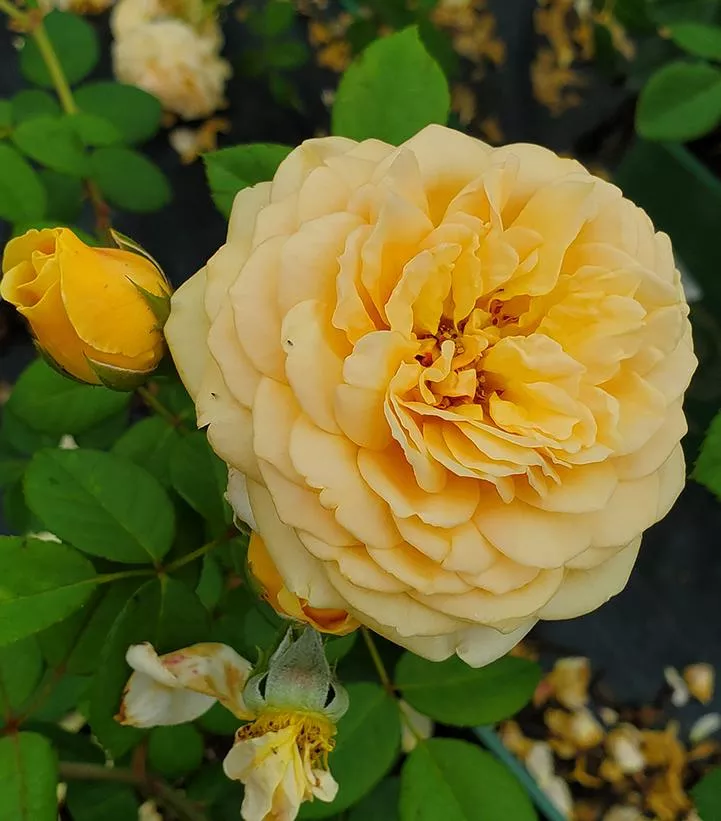 Rosa 'Teasing Georgia'