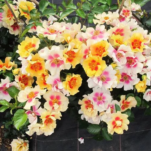 Rosa x 'Ringo'