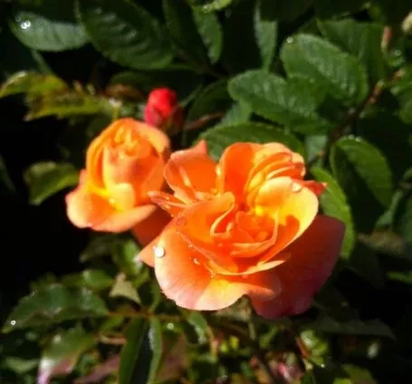 Rose Flower Carpet Amber