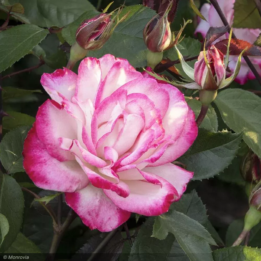 Rose, Grace N Grit, Pink #5