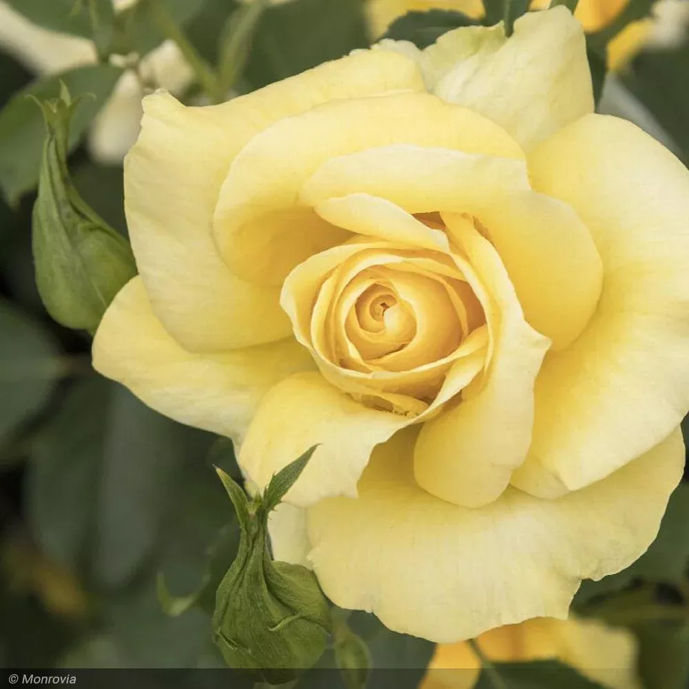 Rose, Grace N Grit, Yellow #5