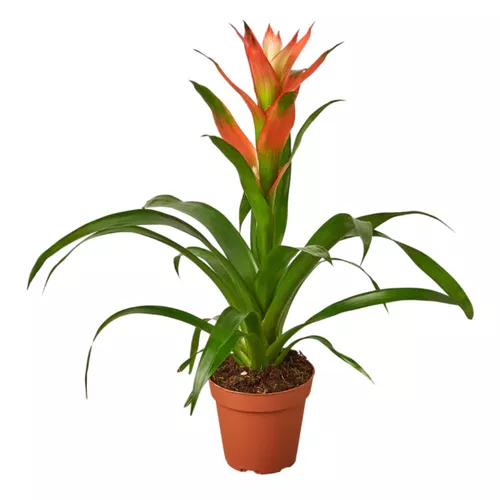 Rose Guzmania Bromeliad