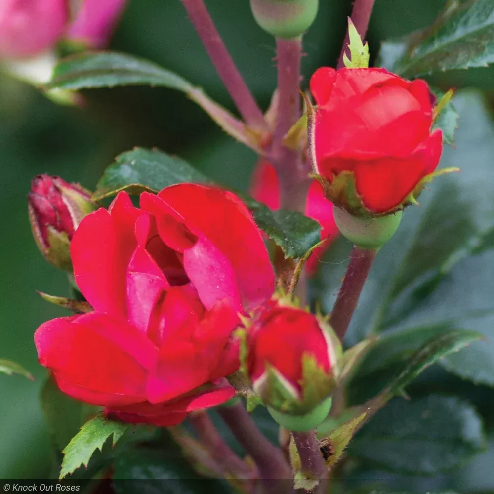 Rose, Knock Out Petite Red #2
