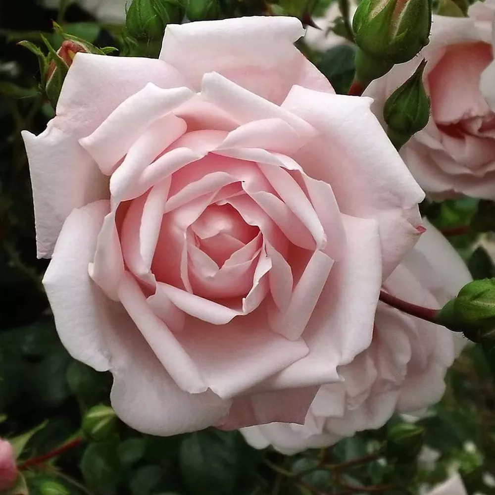 Rose, New Dawn, Climber #5