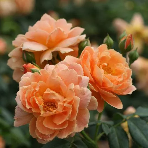 Rose, Proven Winners Color Choice At Last Rose