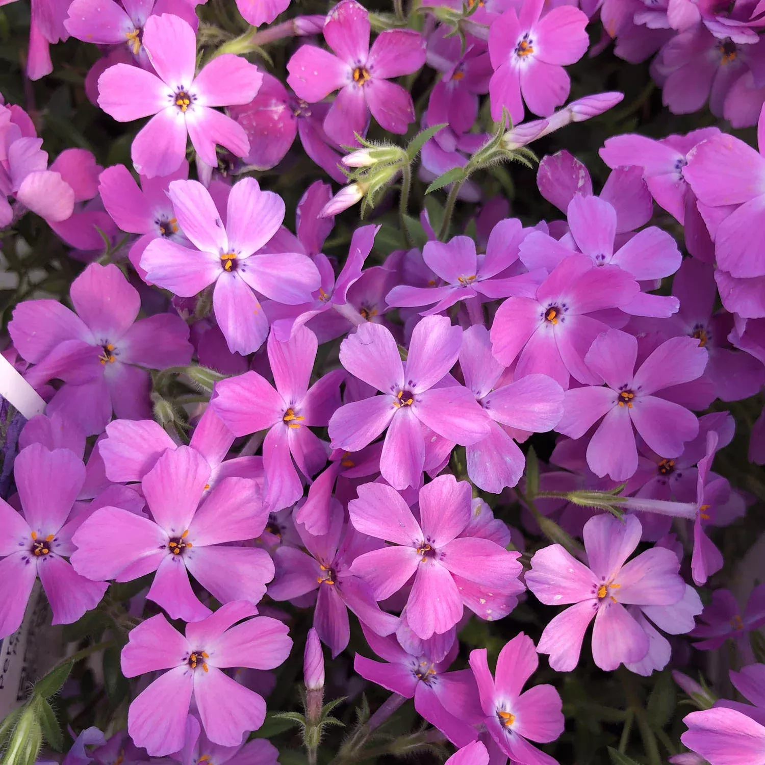 'Rose Sprite' Hybrid Spring Phlox