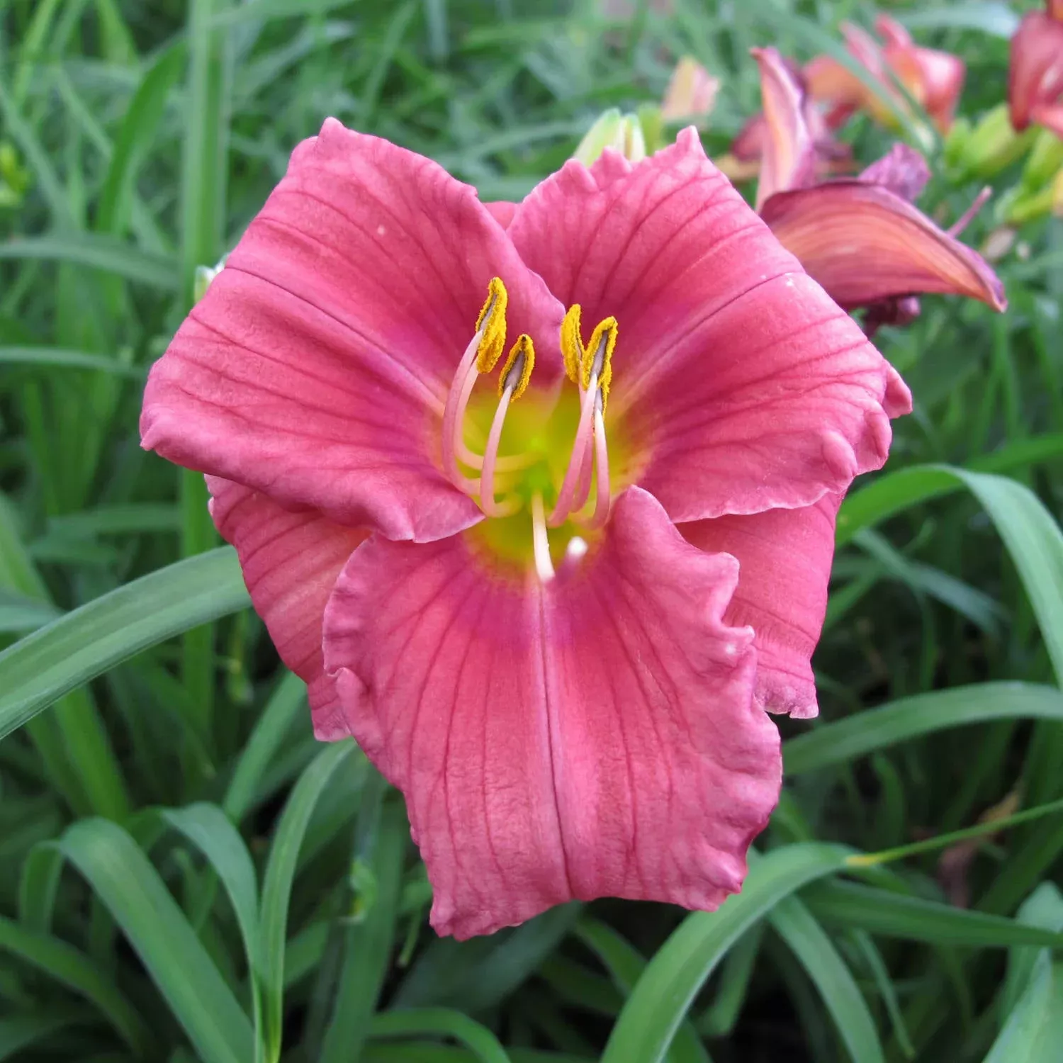 'Rosy Returns' Daylily (Hemerocallis)