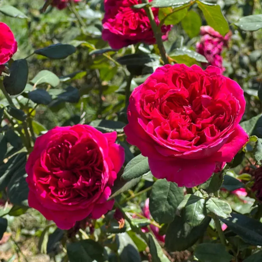 Rouge Royale Rose | Pixies Gardens