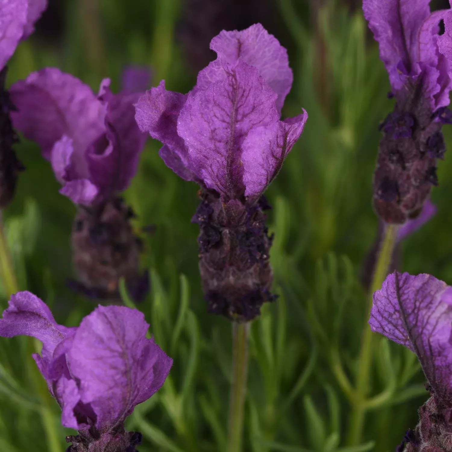 'Royal Anouk' Spanish Lavender (Lavandula)