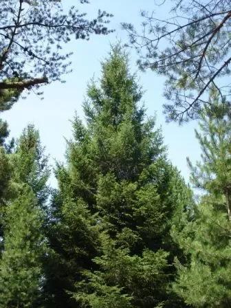 Royal Splendor Norway Spruce