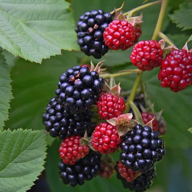 Rubus 'Triple Crown'