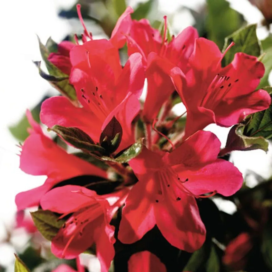 Ruby Autumn Encore Azalea