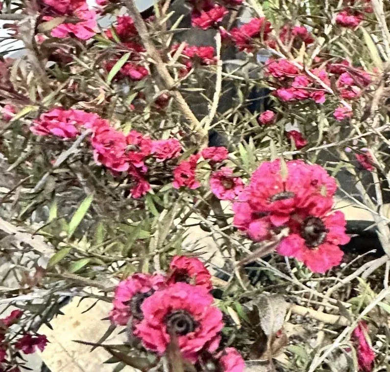 Ruby Glow New Zealand Tea Tree Live Plant – 4-6 inch Flower Plant – Outdoor Shrub