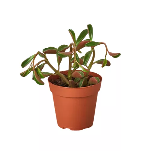Ruby Glow Peperomia