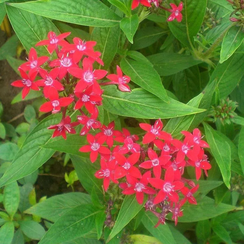 Ruby Glow Star Cluster