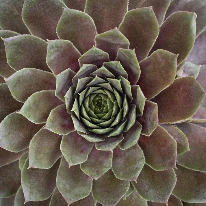 Ruby Hens and Chicks – Vibrant Ruby-Red Ros | Pixies Gardens