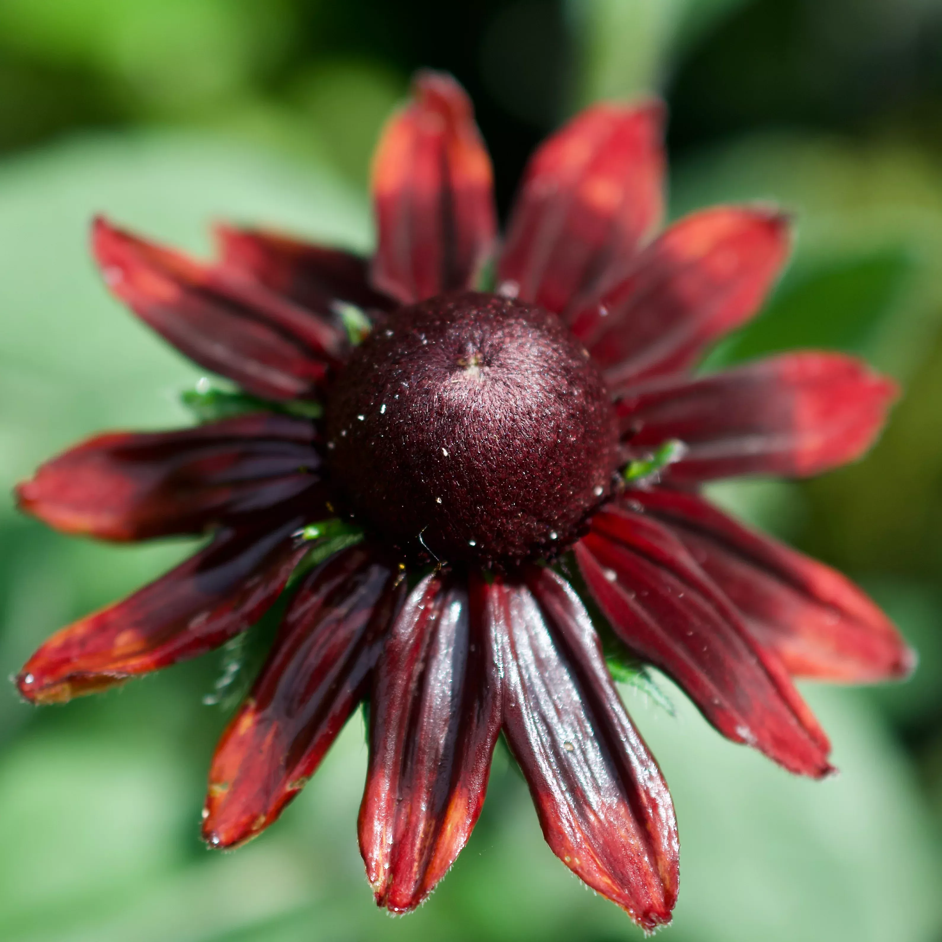 Rudbeckia Hirta 'Cherry Brandy'
