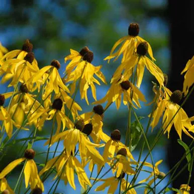 Rudbeckia nitida 'Herbstsonne'