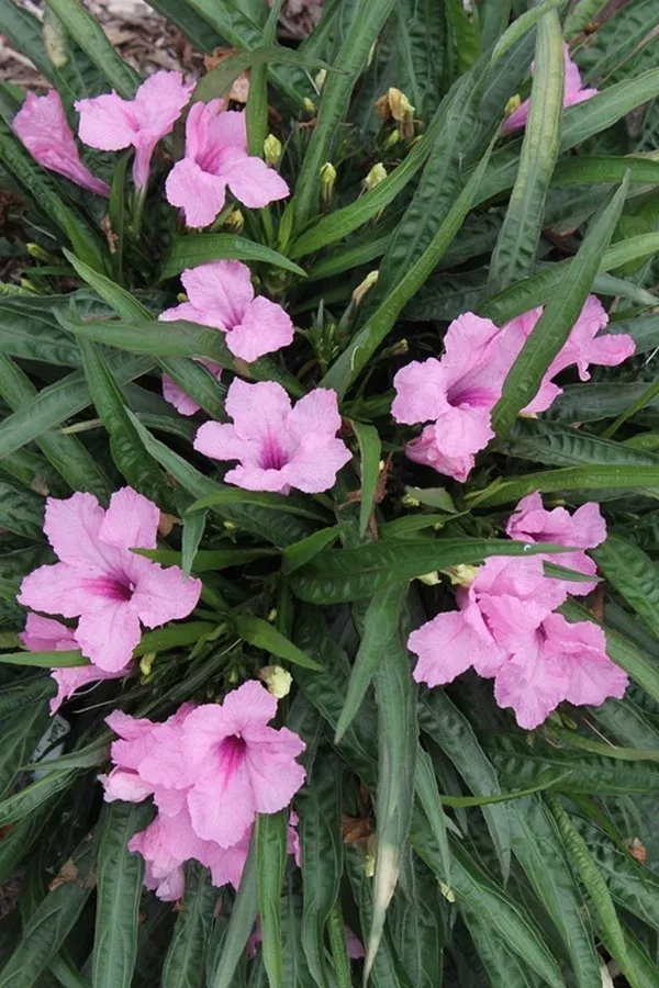 Ruellia brittoniana 'Colobe Pink'