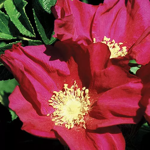 Rugosa Rose