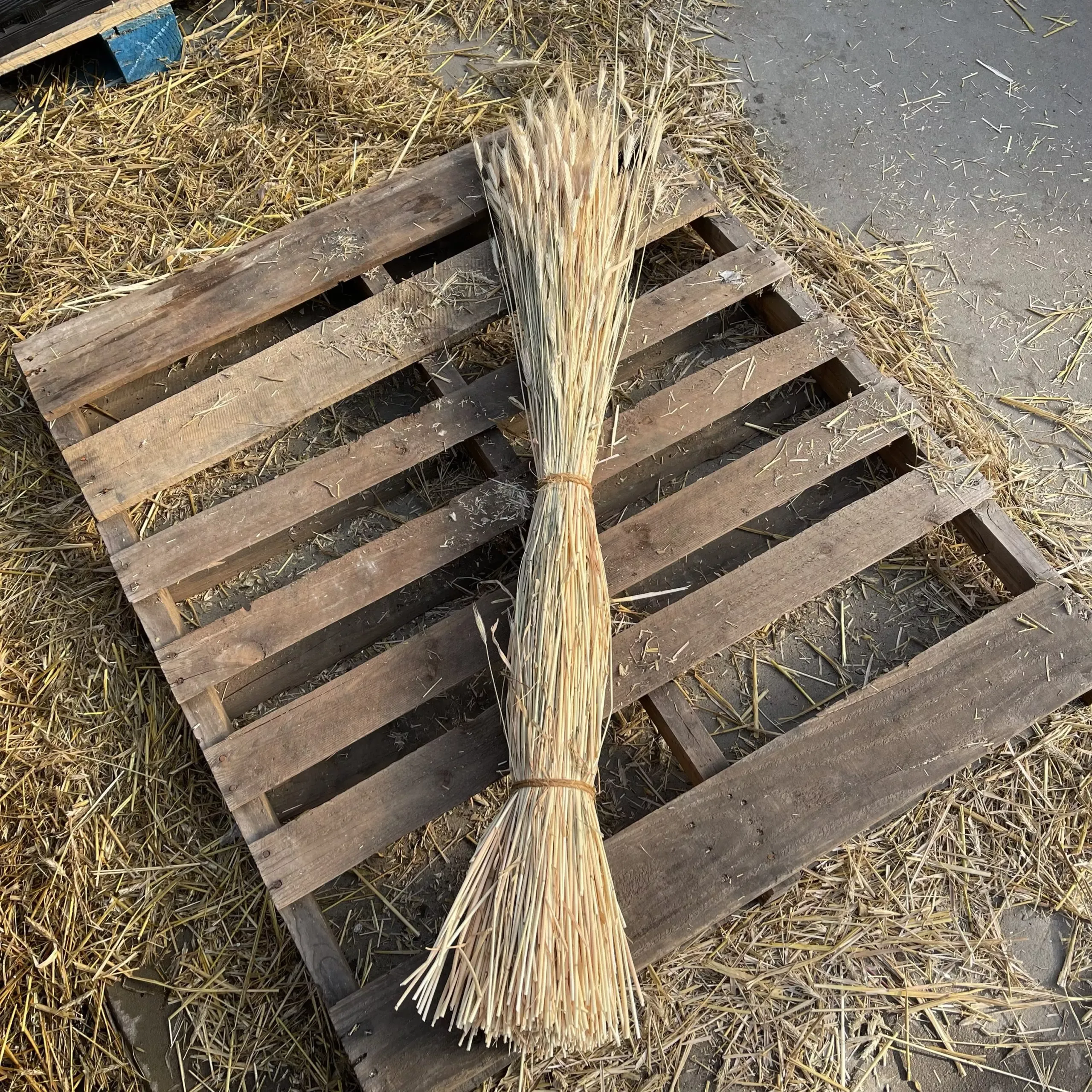RYE BUNDLE PLAIN