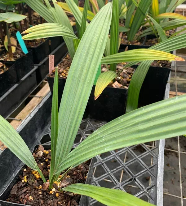 Sabal minor 'Lawrence'