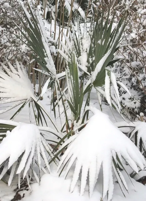 Sabal minor 'McCurtain'