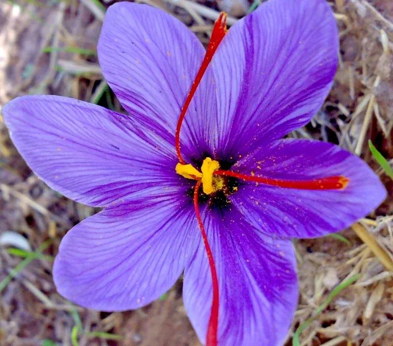Saffron Spice Seeds – 15+ Grade A Crocus Sativus Seeds – Grow Your Own Saffron