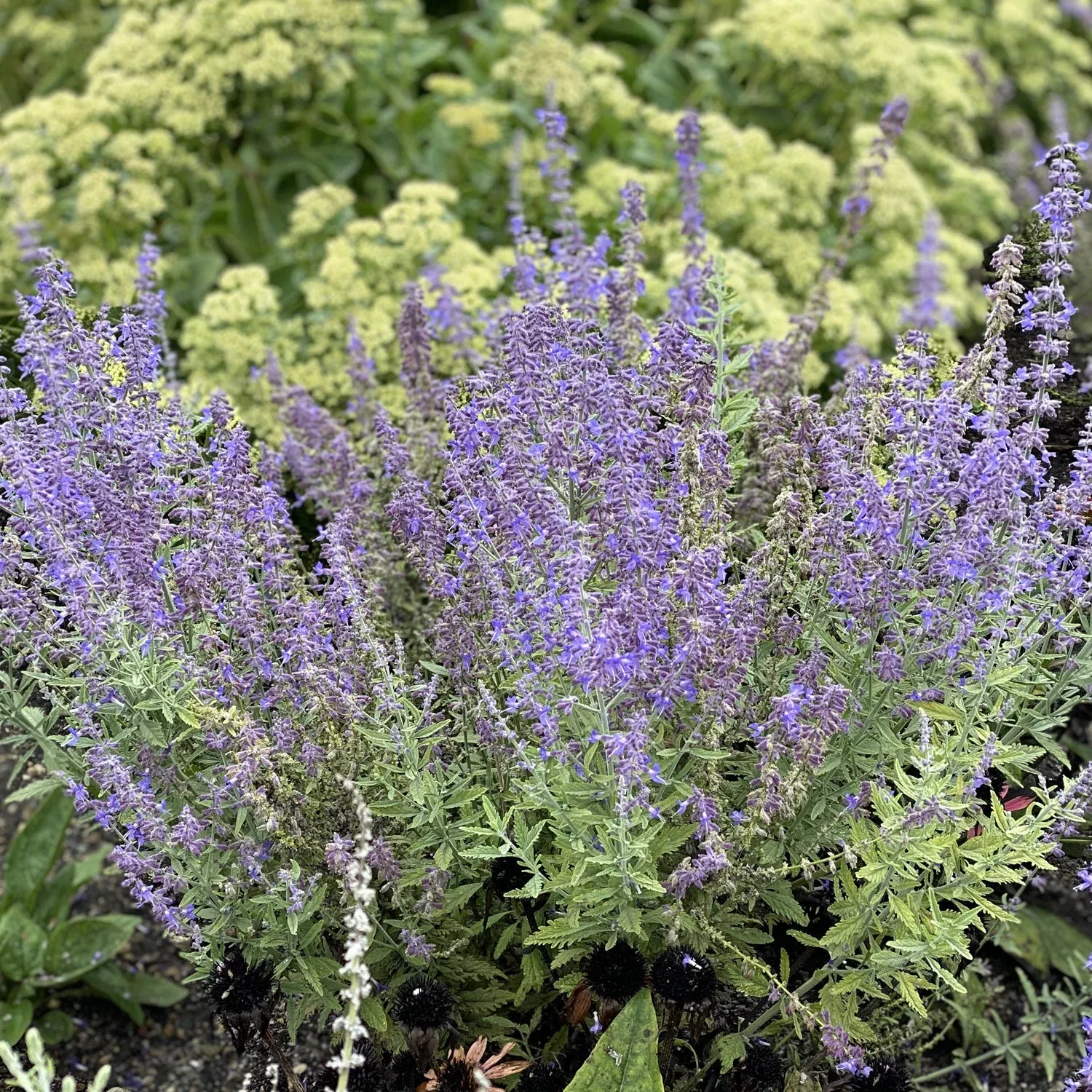 'Sage Advice' Russian Sage (Perovskia)