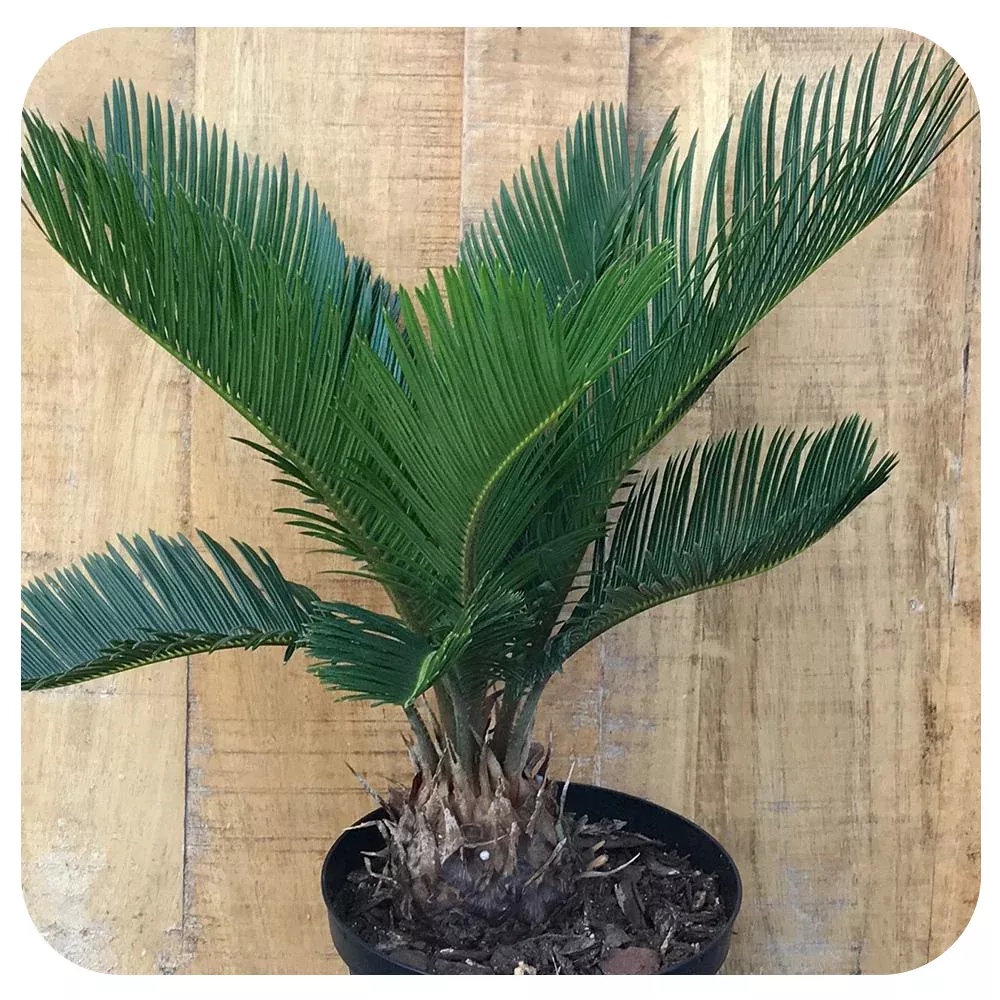 Sago Palm (Cycas revolute)